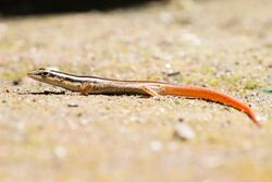 Lipinia-vittigera-striped-tree-skink-lizard-khao-yai-national-park.jpg