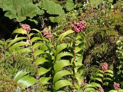 Maianthemum gigas Irazu 1.jpg