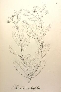 Manihot salicifolia Pohl10.jpg