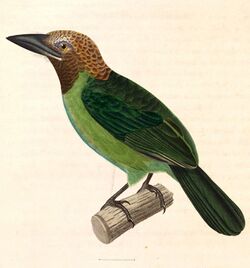 Megalaima corvina 1838.jpg