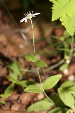 Moehringia lateriflora 8577.JPG