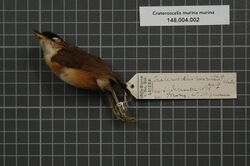 Naturalis Biodiversity Center - RMNH.AVES.135542 1 - Crateroscelis murina murina (Sclater, 1858) - Acanthizidae - bird skin specimen.jpeg