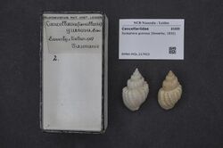 Naturalis Biodiversity Center - RMNH.MOL.217922 - Sydaphera granosa (Sowerby, 1832) - Cancellariidae - Mollusc shell.jpeg