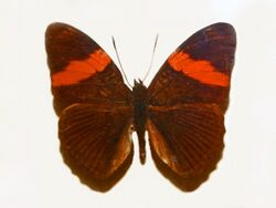 Nymphalidae - Adelpha lycorias lara.JPG