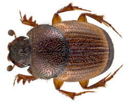Onthophagus centricornis (Fabricius, 1798) male (13866690085).png