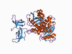 PDB 1c1a EBI.jpg