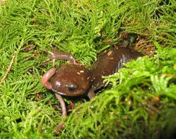 Northwestern salamander