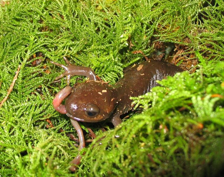 File:Pacific brown salamander eating a worm.jpg