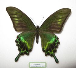 Papilio maackii male.JPG