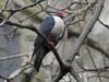 Papuan Mountain Pigeon RWD6.jpg