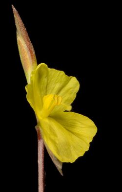 Philydrella pygmaea - Flickr - Kevin Thiele.jpg