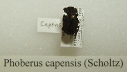 Phoberus capensis sjh.jpg