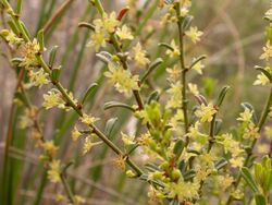 Phyllanthus hirtellus (5100578151).jpg