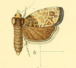 Pl.3-fig.08-Neaspasia brevibasana (Walsingham, 1891) (Penthina).jpg