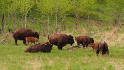 Plains Bison Buffalo (14958327875).jpg