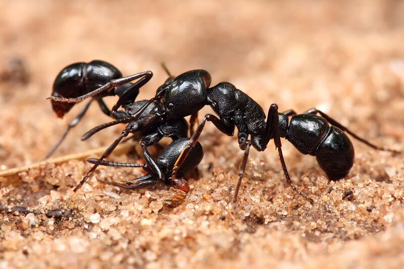 File:Plectroctena sp ants.jpg