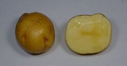 Potato cv kitaakari.JPG