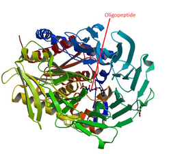 Prolyloligopeptidase complexed with peptide.png