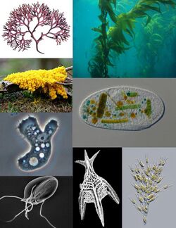 Examples of protists. Clockwise from top left: red algae, kelp, ciliate, golden alga, dinoflagellate, metamonad, amoeba, slime mold.