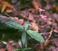 Pseuderanthemum crenulatum 1.jpg