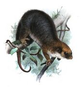 Drawing of brown possum