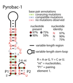 Pyrobac-1-RNA.svg