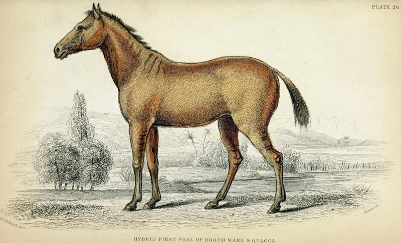 File:Quagga-horse hybrid.jpg