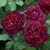 Rose 'Munstead Wood'-8742493617.jpg