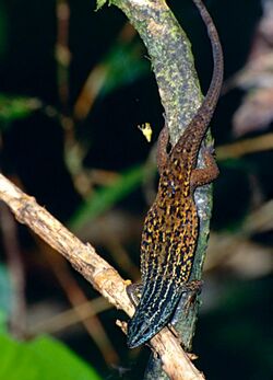 Rough-scaled skink (Eutropis rugifera) male (14356623139).jpg