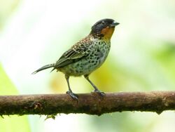 Rufous-throated Tanager (Tangara rufigula).jpg