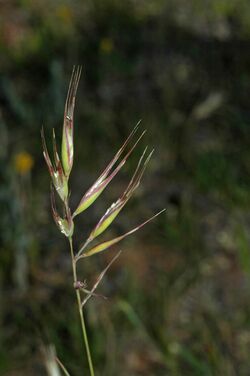 Rytidosperma erianthum.jpg