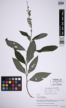Salvia harleyana.jpg