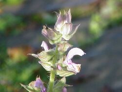 Salvia sclarea1.jpg