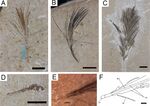 Santana Group - fossilized feathers and Dastilbe fossil.jpg