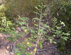 Sauropus albiflorus plant.jpg