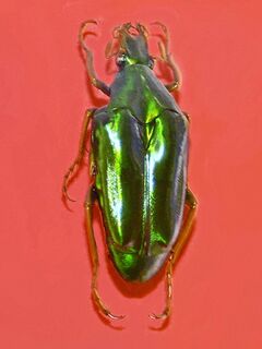 Scarabaeidae - Chalcothea smaragdina.JPG