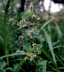 Scirpus microcarpus FWS-1.jpg