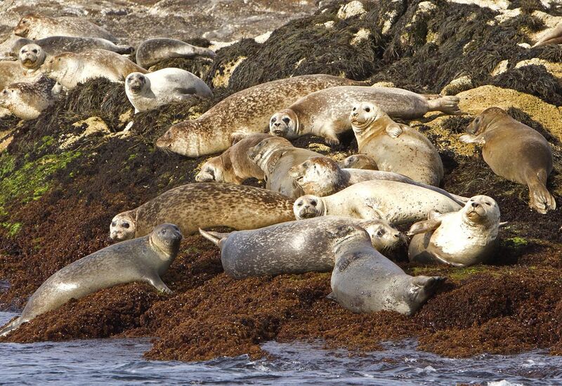 File:Seals Sunbathing.jpg
