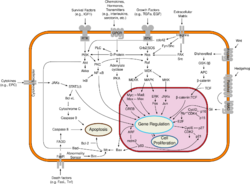 A scalable vector graphic of signal transduction pathways