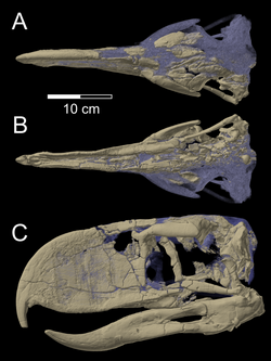 Skull of Andalgalornis steulleti.png