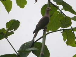 Slender-billed Cuckoo-Dove.jpg