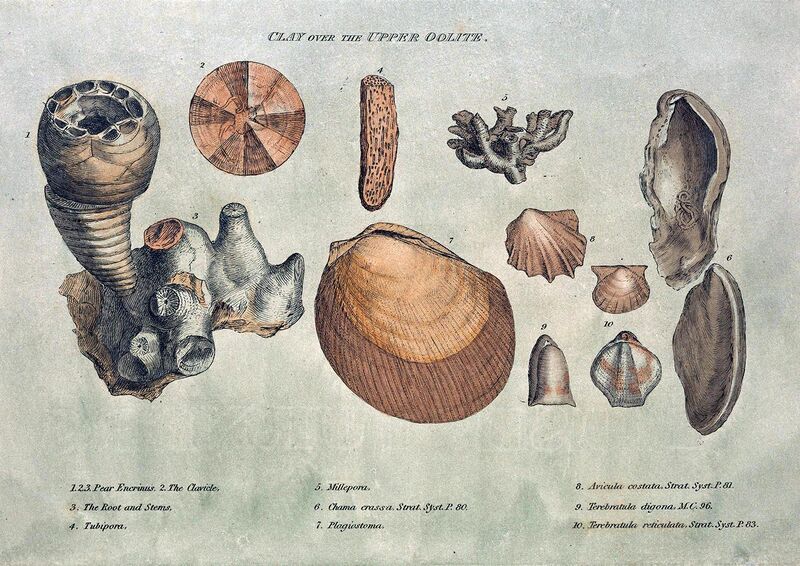 File:Smith fossils2.jpg