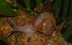 Snail (Dyakia janus) (8727878793).jpg