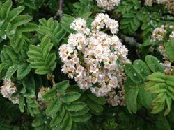 Sorbus maderensis flowers and foliage.jpg