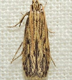 Spinitibia hodgesi (15432273784).jpg