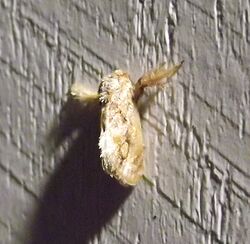 Spun Glass Slug Moth (Isochaetes beutenmuelleri).jpg