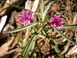 Stephanomeria lactucina.jpg