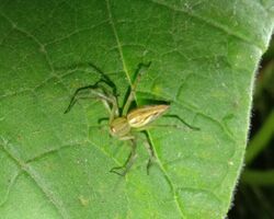 Striped lynx spider (Oxyopes salticus) captured at night.jpg