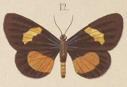 T7-12-Immetalia saturata (Walker 1865).JPG