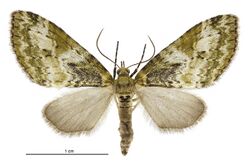 Tatosoma topea female.jpg